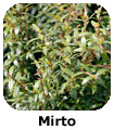 Mirto